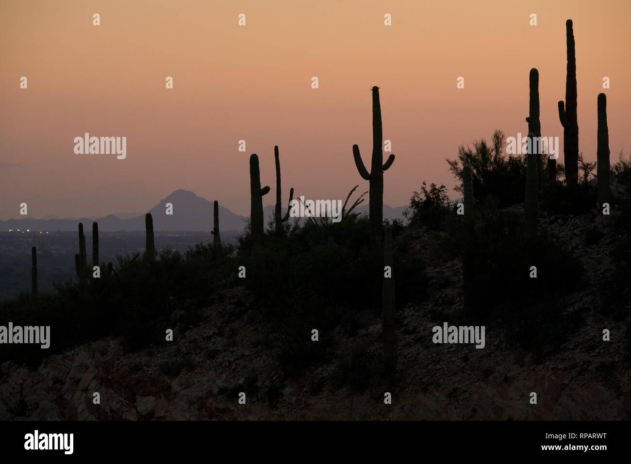 Saguaro Silhouette in der Nähe von Tanque Verde Stockfoto