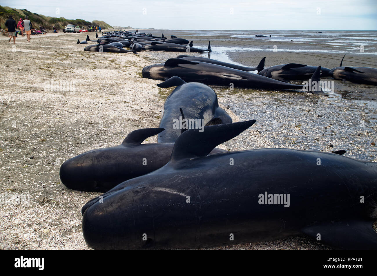 Trotz Retter besten Versuche viele Wale oft in massenstrandungen am Farewell Spit in Neuseeland sterben Stockfoto