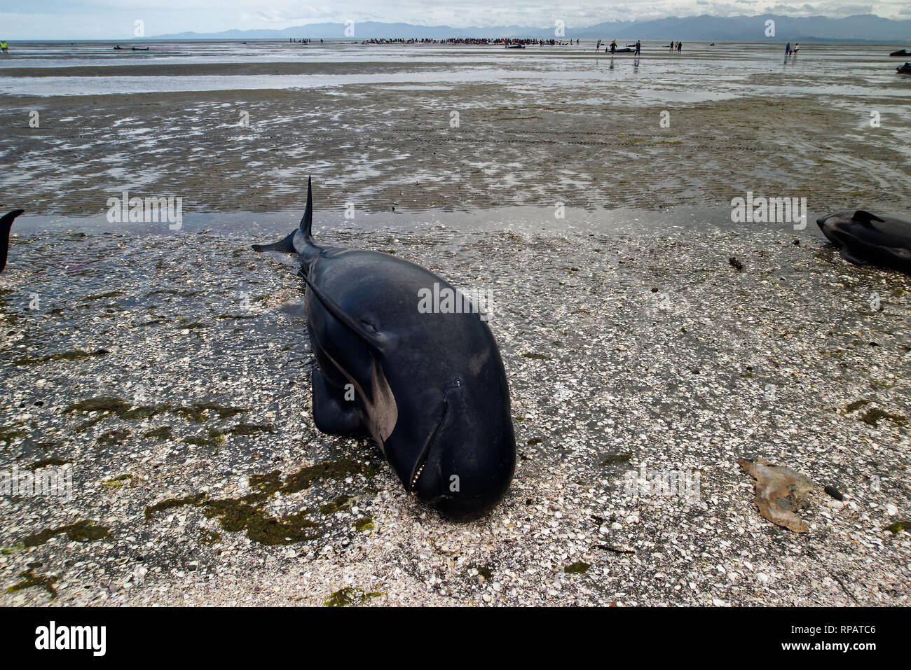Ein toter Grindwal im Vordergrund, Gruppen von Menschen versuchen immer noch Wale von restranding im Hintergrund zu halten. Stockfoto