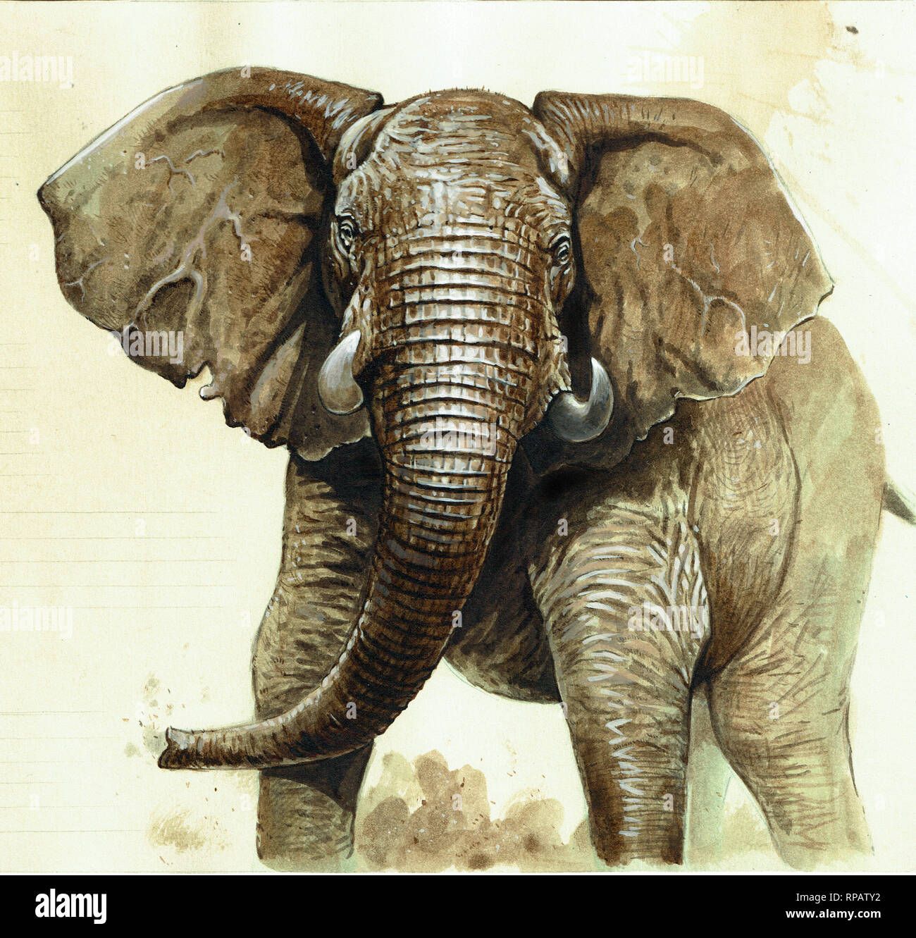 Afrikanischer Elefant Abbildung. Acryl Porträt. Stockfoto