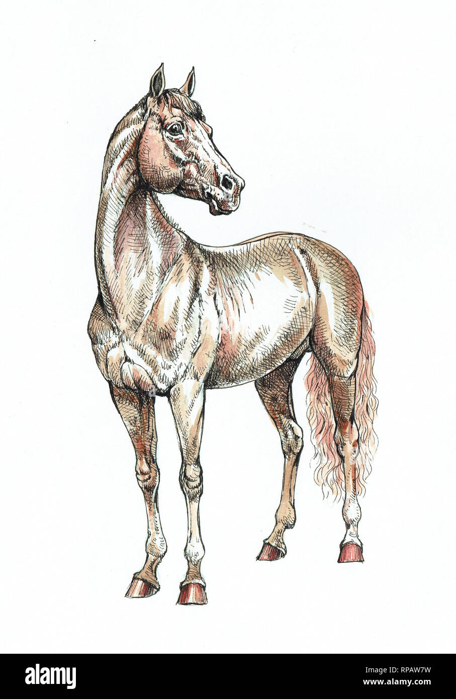Braunes Pferd Tusche und Aquarell Zeichnung. Pferd Abbildung. Stockfoto