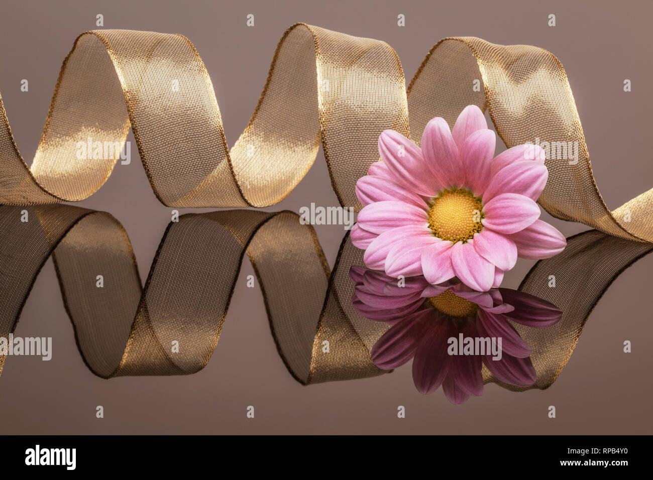 Gold Ribbon und Rosa flowerhead auf eine reflektierende Oberfläche zu richten. Stockfoto