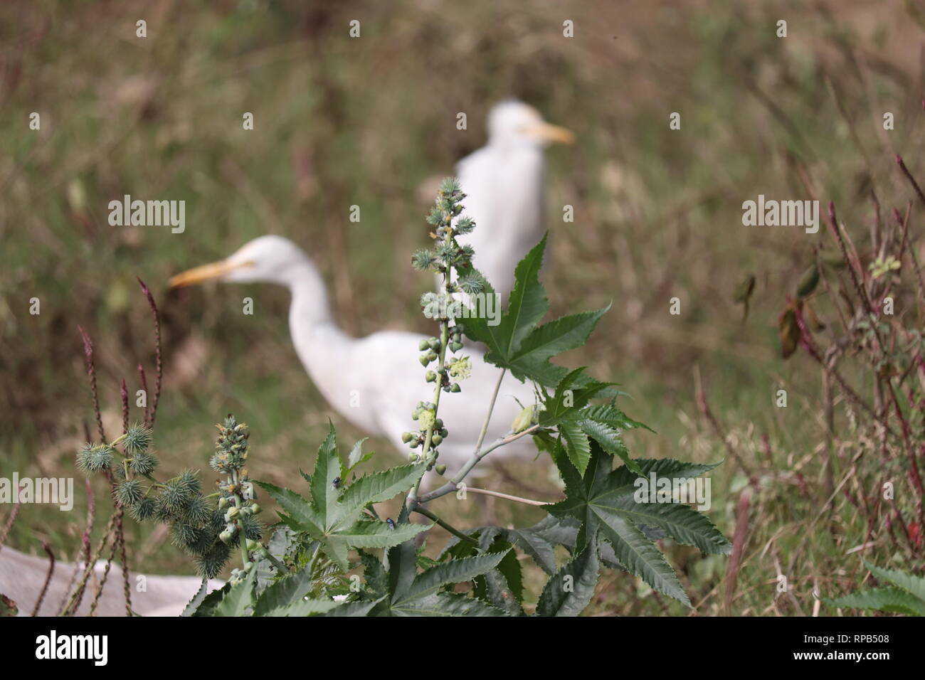 Ein wandernder Vogel gefunden neben den Straßen im Dschungel Stockfoto
