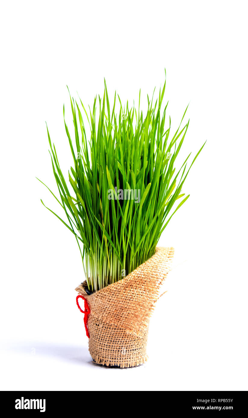 Weizen Gras in einem Topf auf weißem Hintergrund Stockfoto