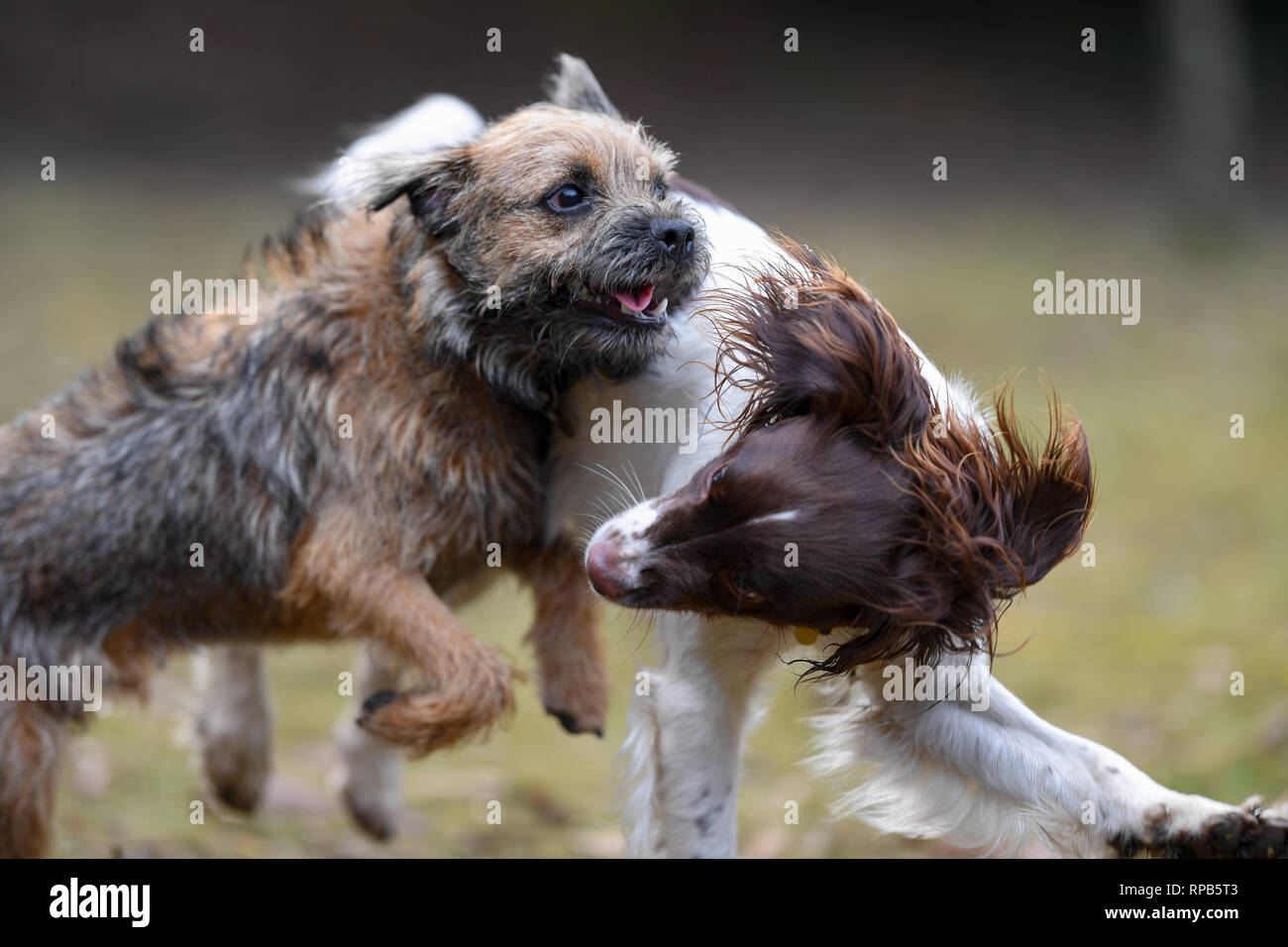 Zwei junge (1 Jahre) English Springer Spaniel und Terrier Hunde spielen Kämpfen zeigt Zähne und Aggression, aber in einer nicht schädlichen Weise. Stockfoto