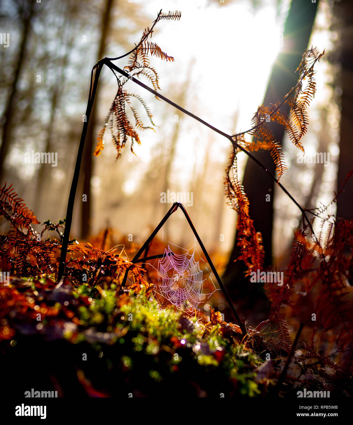 Schöne misty bunte Herbstliche Szene der Farne im NewForest mit einem angeschlossenen Spinnennetz in Tau mit der Sonne brechen im Hintergrund. Stockfoto