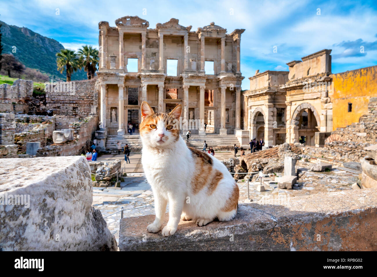 Katze vor der Bibliothek des Celsus in Ephesus, Selçuk, Provinz Izmir, Türkei Stockfoto