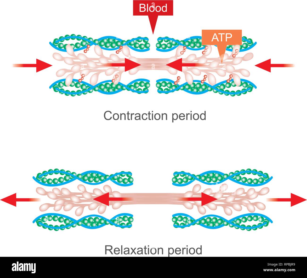 Der muskelkontraktion als Ergebnis von Nervenimpulsen eine biochemische Reaktion, die Myosin an Aktin zu haften. Menschliche Körper Infografik. Stock Vektor