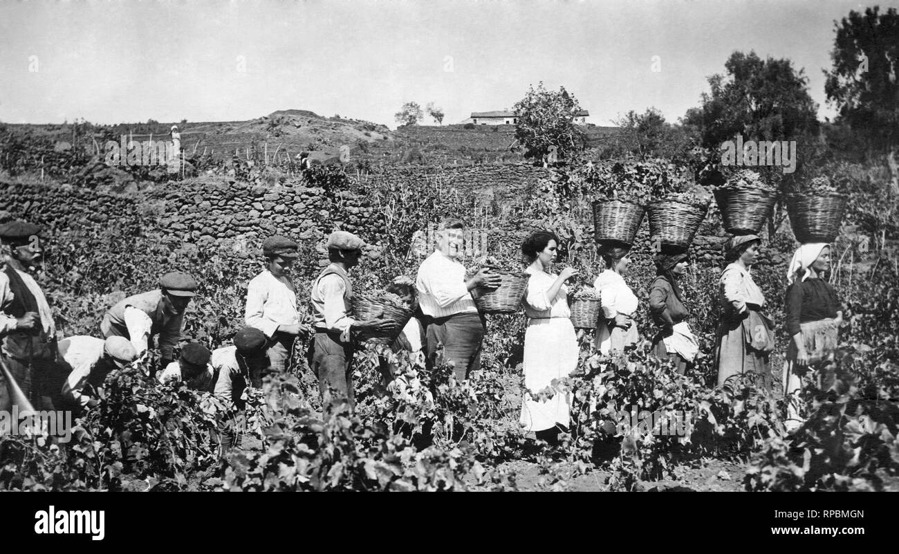 Italien, Sizilien, Weinlese, 1910-1920 Stockfoto