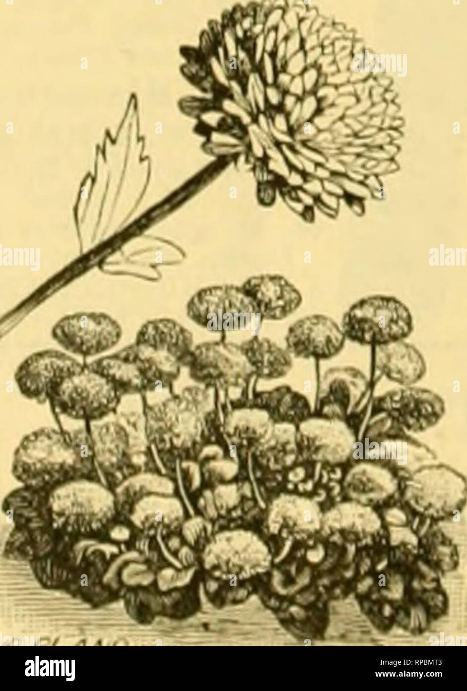 . Die amerikanische Florist: Eine wöchentliche Zeitschrift für den Handel. Blumenkultur ; Floristen. KELLIS PERENNIS. Ich'er I> Oz. Amaryllis-Johnsonii, Crimson, gestreift weiß.... 5 $ 00 Amaryllis Formosissima, intensiven velvetv Crim - Sohn-1 2 00 Amaryllis Atamasco Bose. zarten Rosa, breit sjireadiuL' (Jetals 150 Amaryllis Vitota, weiß, gestreift, rot 4 (Ki l'ei-100 Beg'onias, Knötchenförmige verwurzelt, Tine für Bett-* diugout feinsten ass. Farben. Single % 15 W) 2 60 Caladium Esculentum, starke Lampen H00 1 2 fl Canna Indica,. starke Knollen, gemischte varie - Krawatten, 6 00', r. Canna ln (iica, starke Knollen, namens varie - Krawatten 7 00 Lou Stockfoto