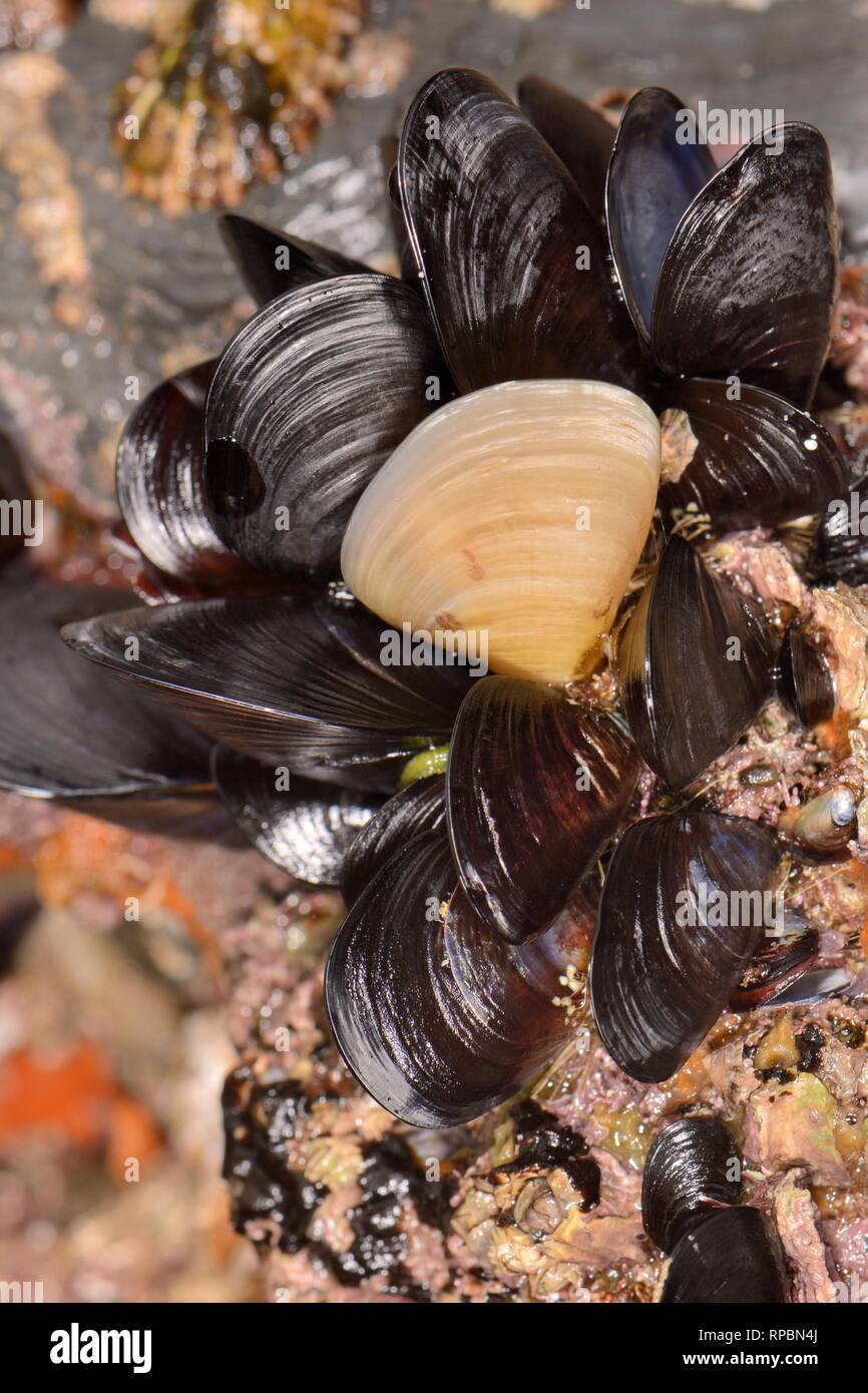 Gemeinsame Miesmuscheln (Mytilus edulis) auf einem felsigen Ufer, eine mit einem gelben Muschel (einmal als separate spacies Mytilus pellucidus), Cornwall Stockfoto