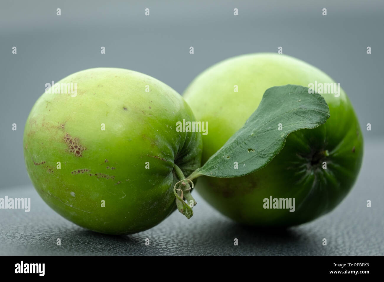 Nahaufnahme von grünen Indischen Ber, Ziziphus mauritiana, auch als chinesische Datum bekannt Stockfoto