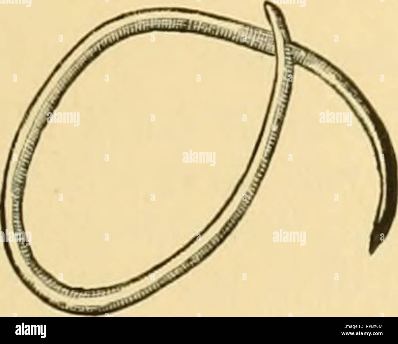 Coenurus cerebralis -Fotos und -Bildmaterial in hoher Auflösung – Alamy