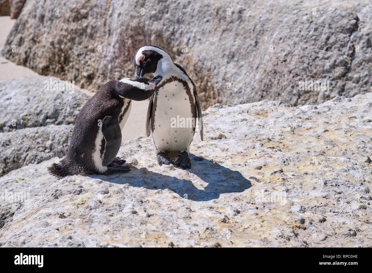 Paar afrikanische Pinguin auf einem großen Felsen mit Zuneigung zeigen. Putzen sich gegenseitig, Schnabel zum Kinn Stockfoto