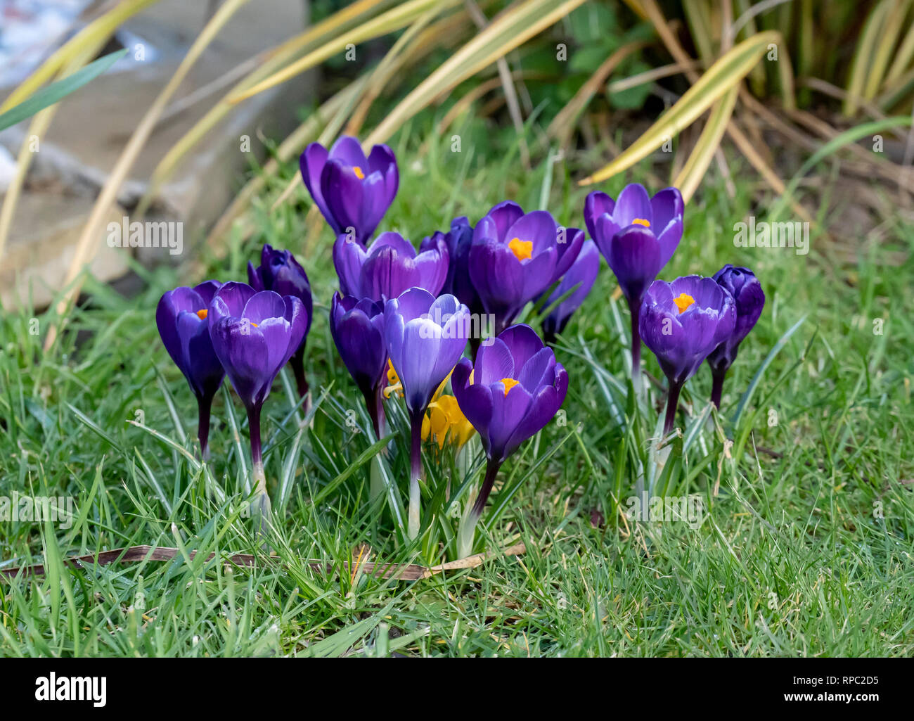 Crocus Blumen im Garten Stockfoto