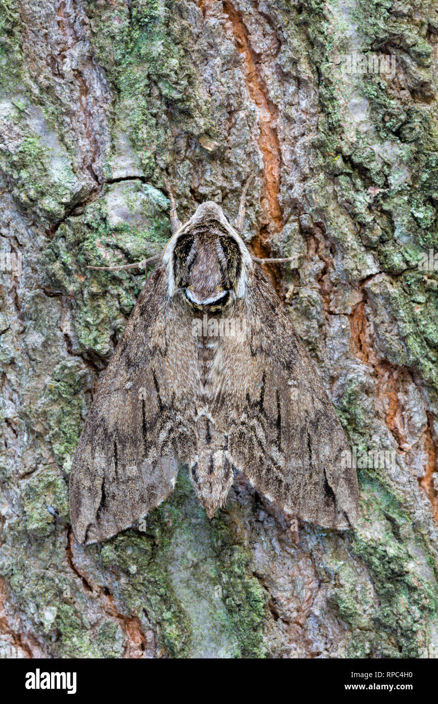 Catalpa Sphinx Moth (Ceratomia catalpae) Erwachsenen auf dem Baum. Die Raupen dieser Art nur Vorschub ein catalpa Bäume. Die Larven sind berühmt eine Bekannte Stockfoto