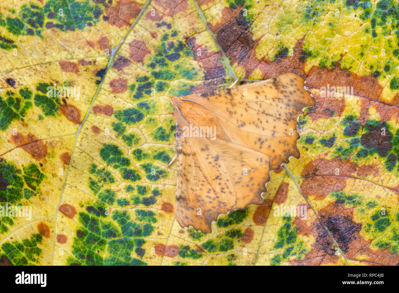 Ahorn Spanworm Motte (Ennomos magnaria) Erwachsene auf die gefallenen Blätter. Ahmt die Farbe und Beschaffenheit der Blätter im Herbst. Boyd Big Tree bewahren Schutzgebiet, Stockfoto