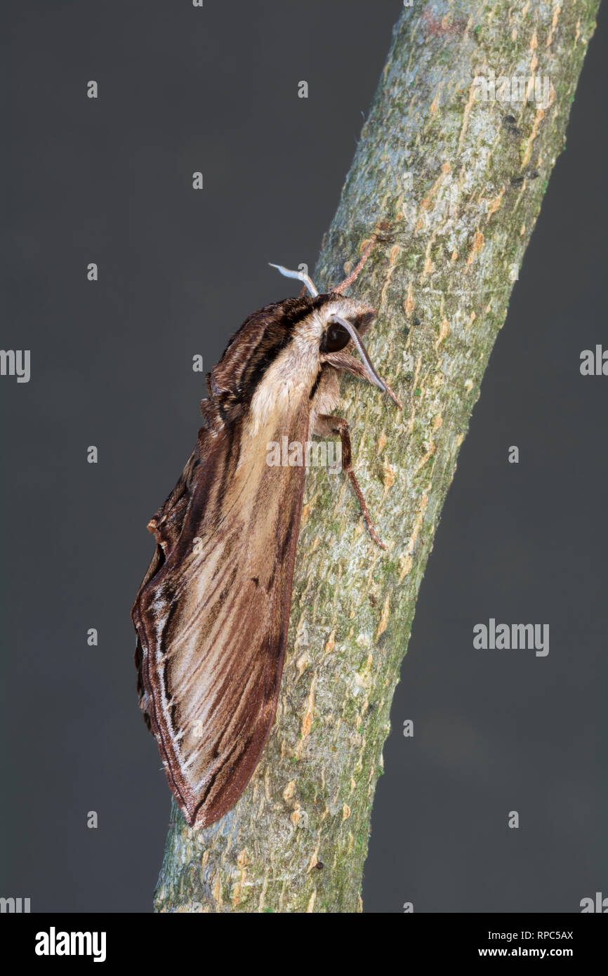 Laurel Sphinx Moth (Sphinx kalmiae) aka Fawn Sphinx. Nach sitzen auf weiße Asche Zweig. Powells Tal, Dauphin Co., PA, Mai. Stockfoto
