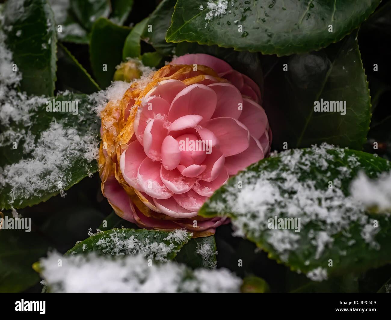 Eine japanische Rose von Winter blüht wie Schnee in der Nähe auf dem Laub  im Februar Schneesturm in Kangawa, Japan sammelt Stockfotografie - Alamy