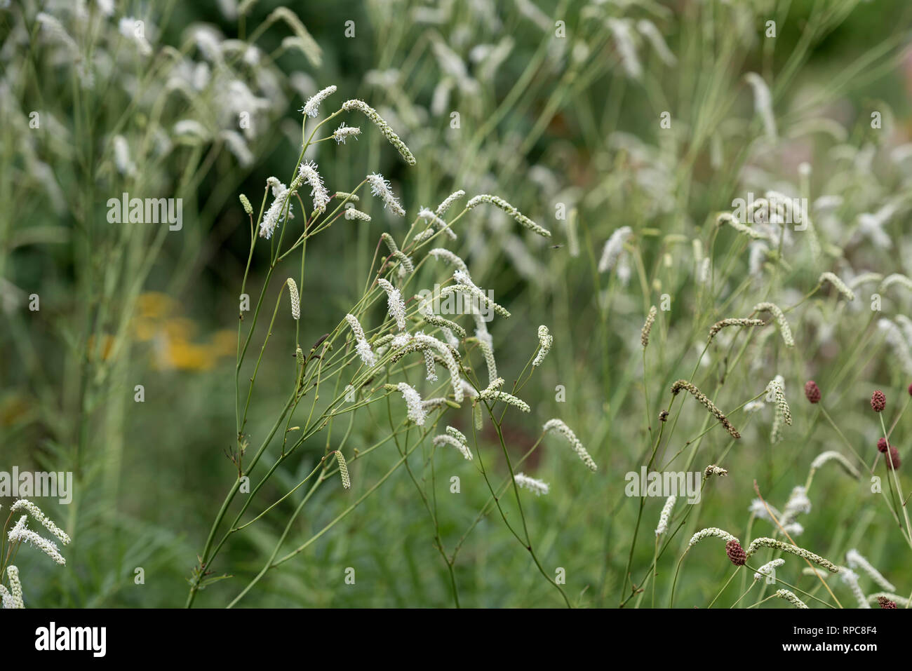 SANGUISORBA ALL TIME HIGH Stockfoto
