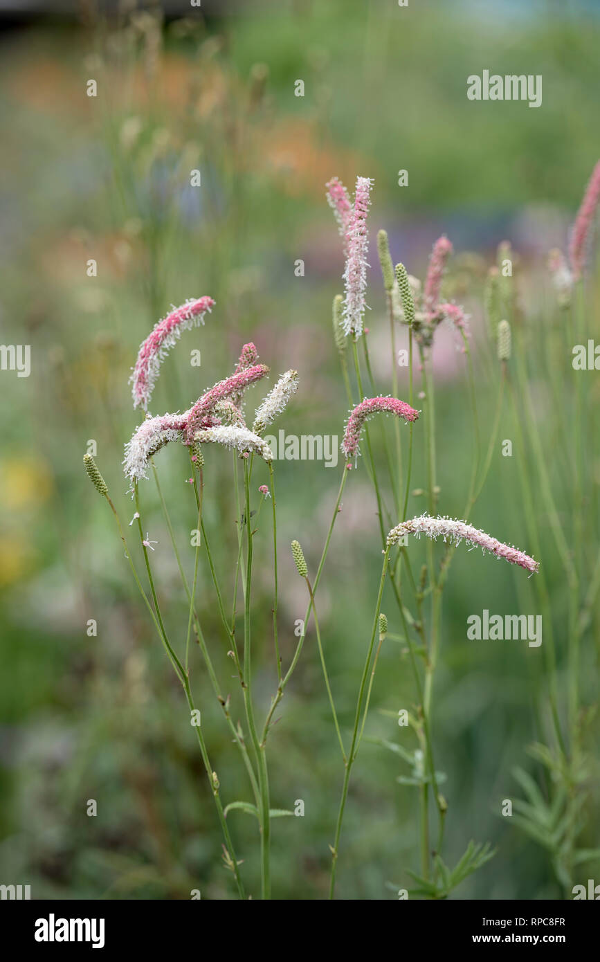 SANGUISORBA SKINNY FINGER Stockfoto