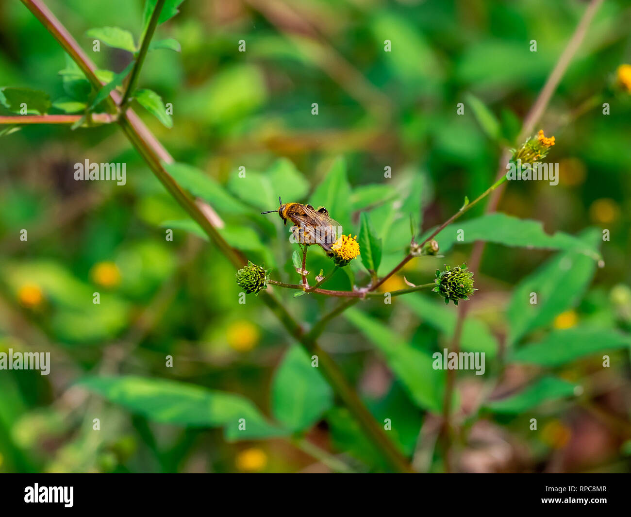 Eine japanische Wespe besucht Blumen in einem großen Park in der Präfektur Kanagawa, Japan. Stockfoto