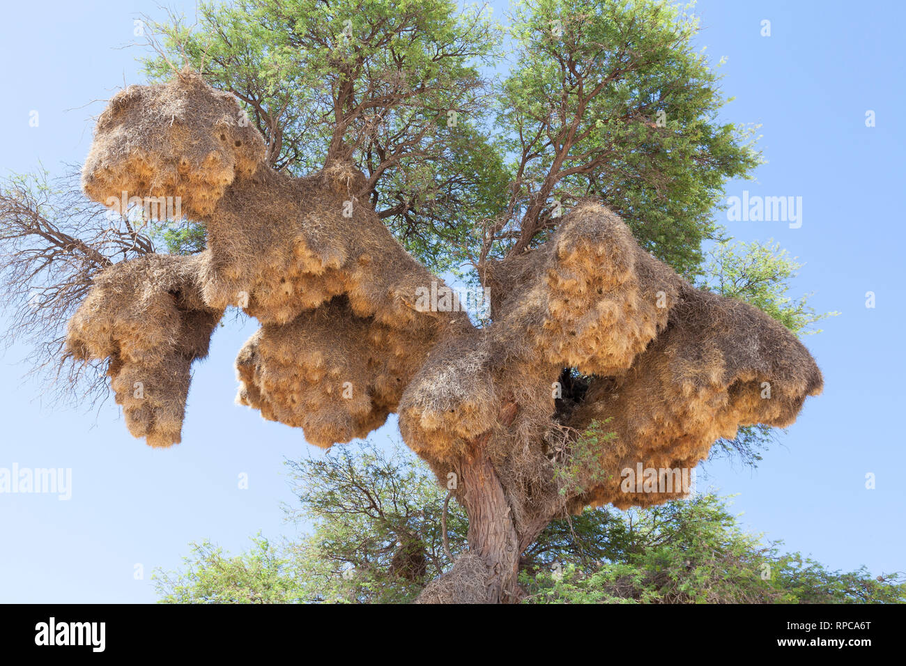 Große gemeinsame Nest der Sociable Weaver, Philetairus socius, in der Camel Thorn Tree, Vachellia erioloba, Kgalagadi Transfrontier Park, Northern Cape, Stockfoto