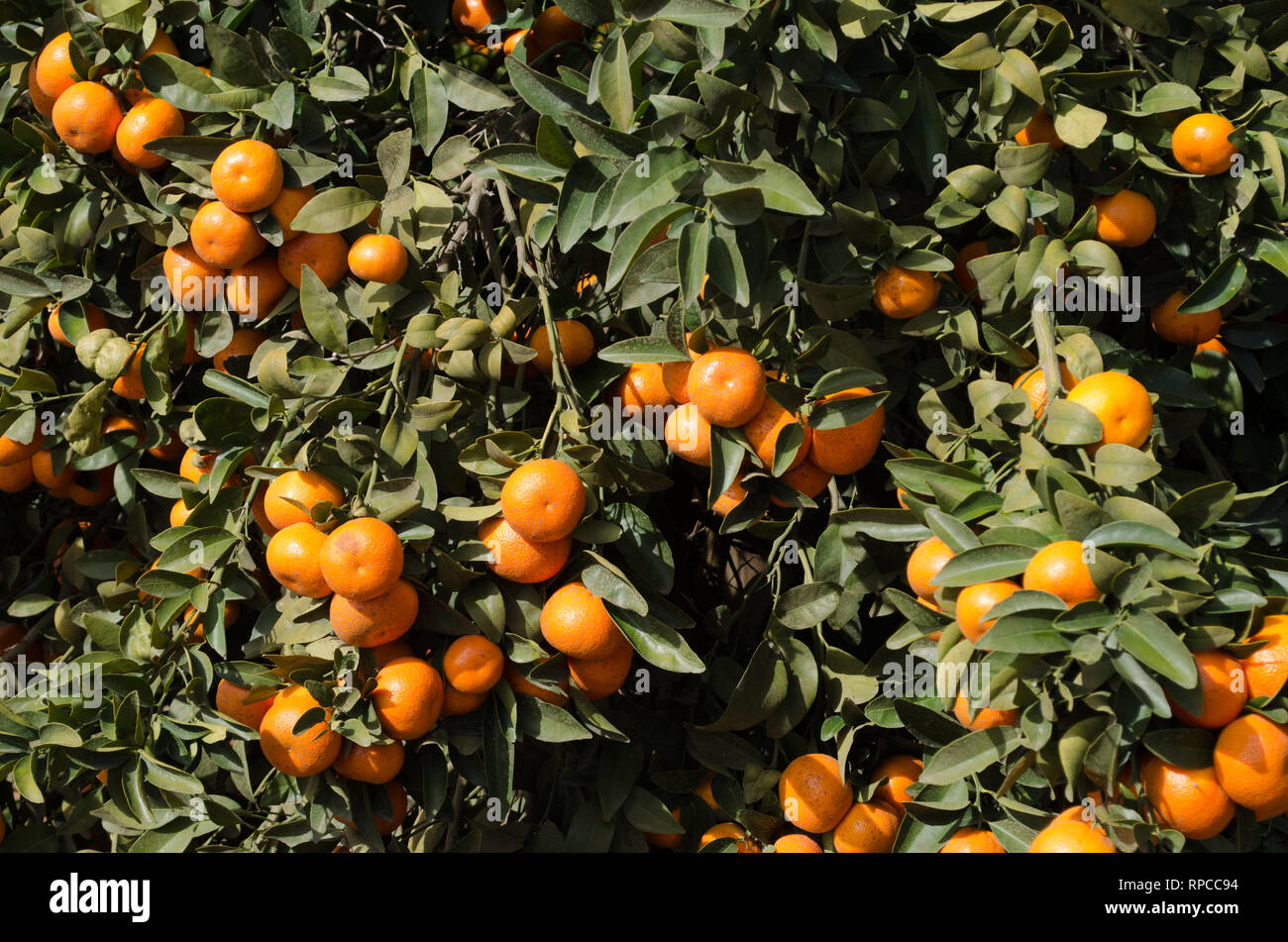 Tango Mandarinen zur Ernte bereit, Citrus Grove in Kalifornien Stockfoto