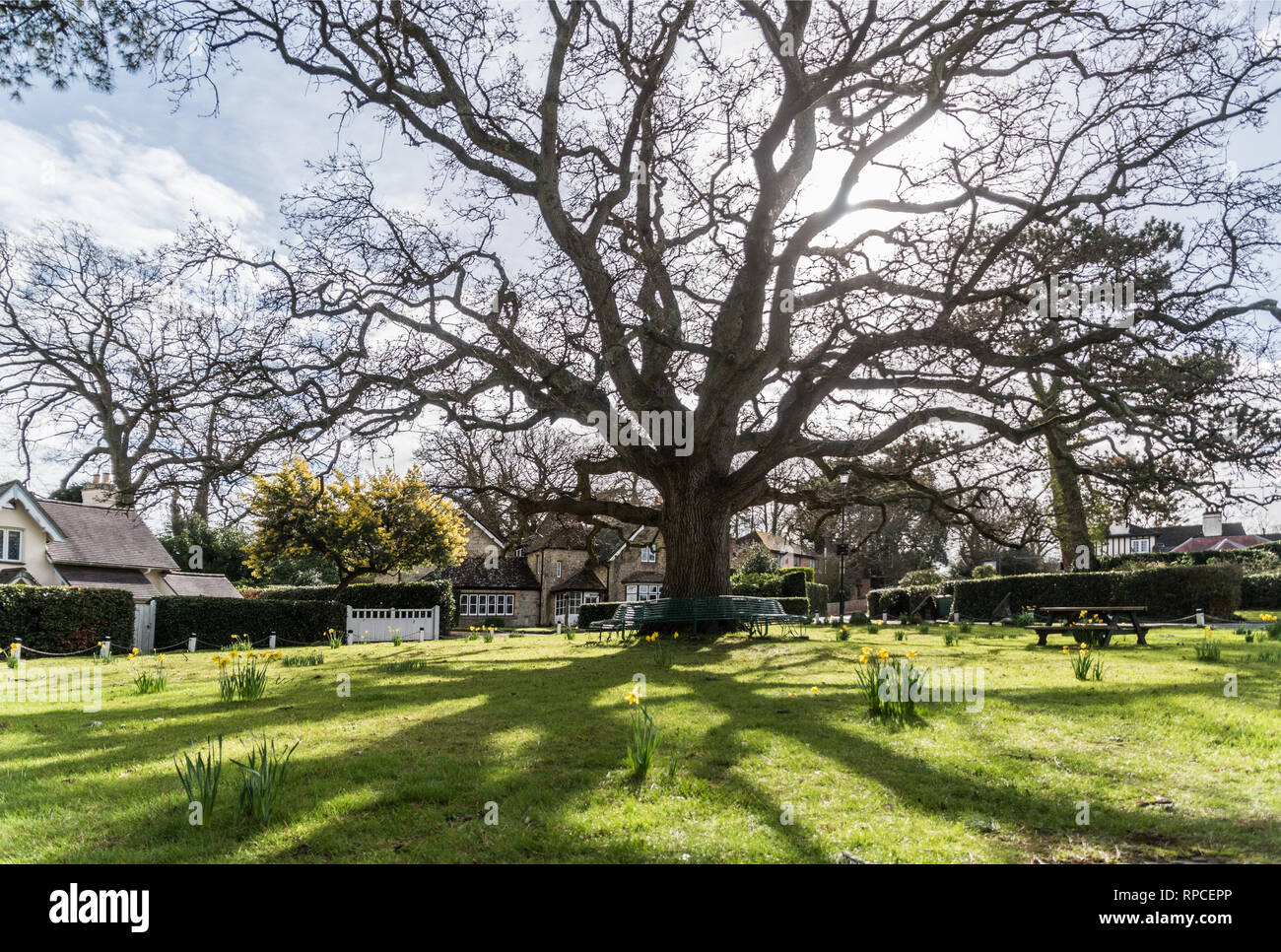 Silhouette und Schatten einer großen Eiche Baum an einem Village Green Stockfoto