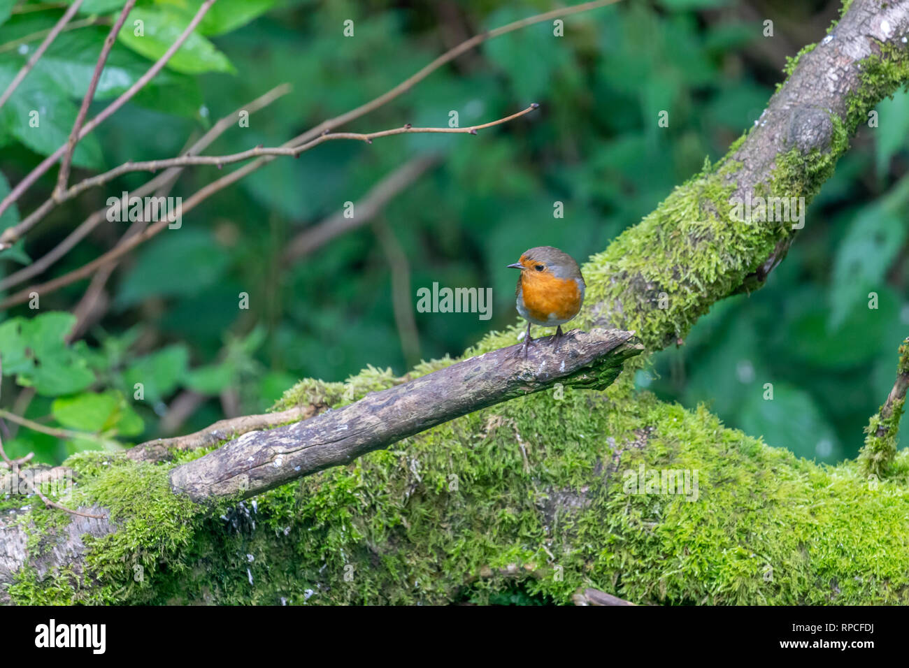 Robin red Breast (Erithacus Rubecula) auf einem Ast sitzend Stockfoto