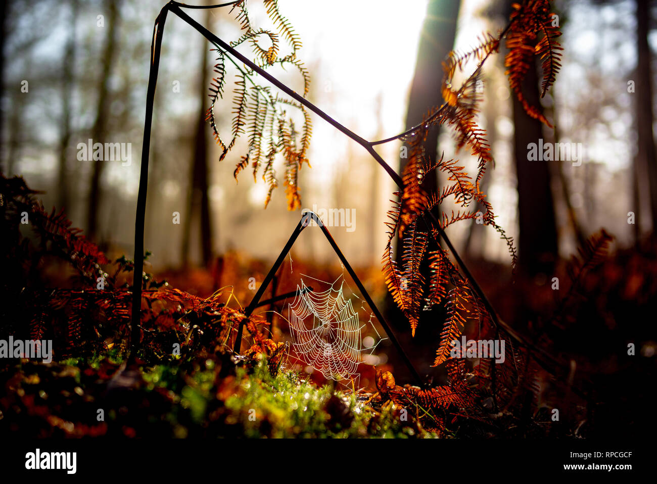 Schöne misty bunte Herbstliche Szene der Farne im NewForest mit einem angeschlossenen Spinnennetz in Tau mit der Sonne brechen im Hintergrund. Stockfoto