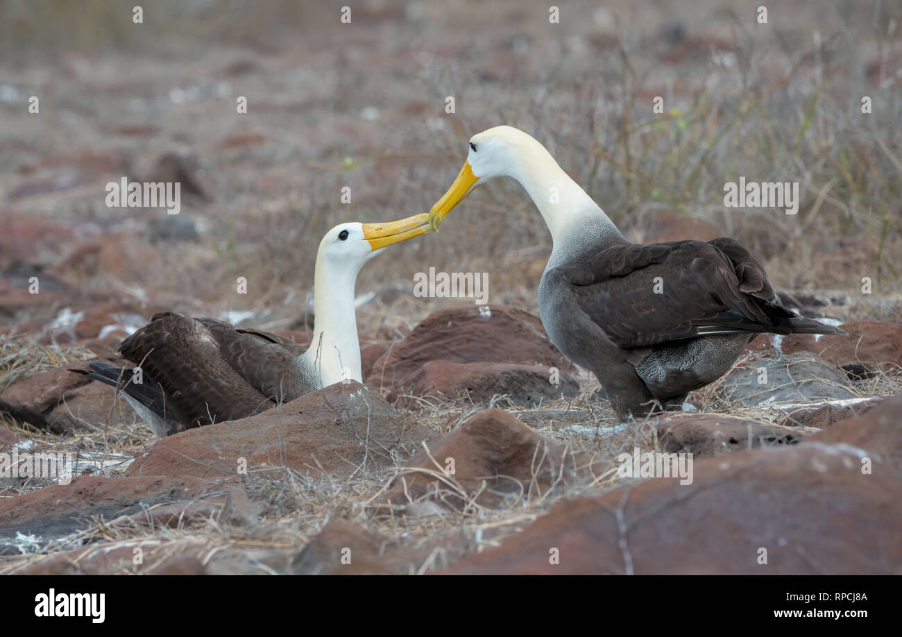 Ein zuchtpaar der winkte Albatross (Phoebastria irrorata) am Espanola Insel der Galapagos-Inseln Stockfoto