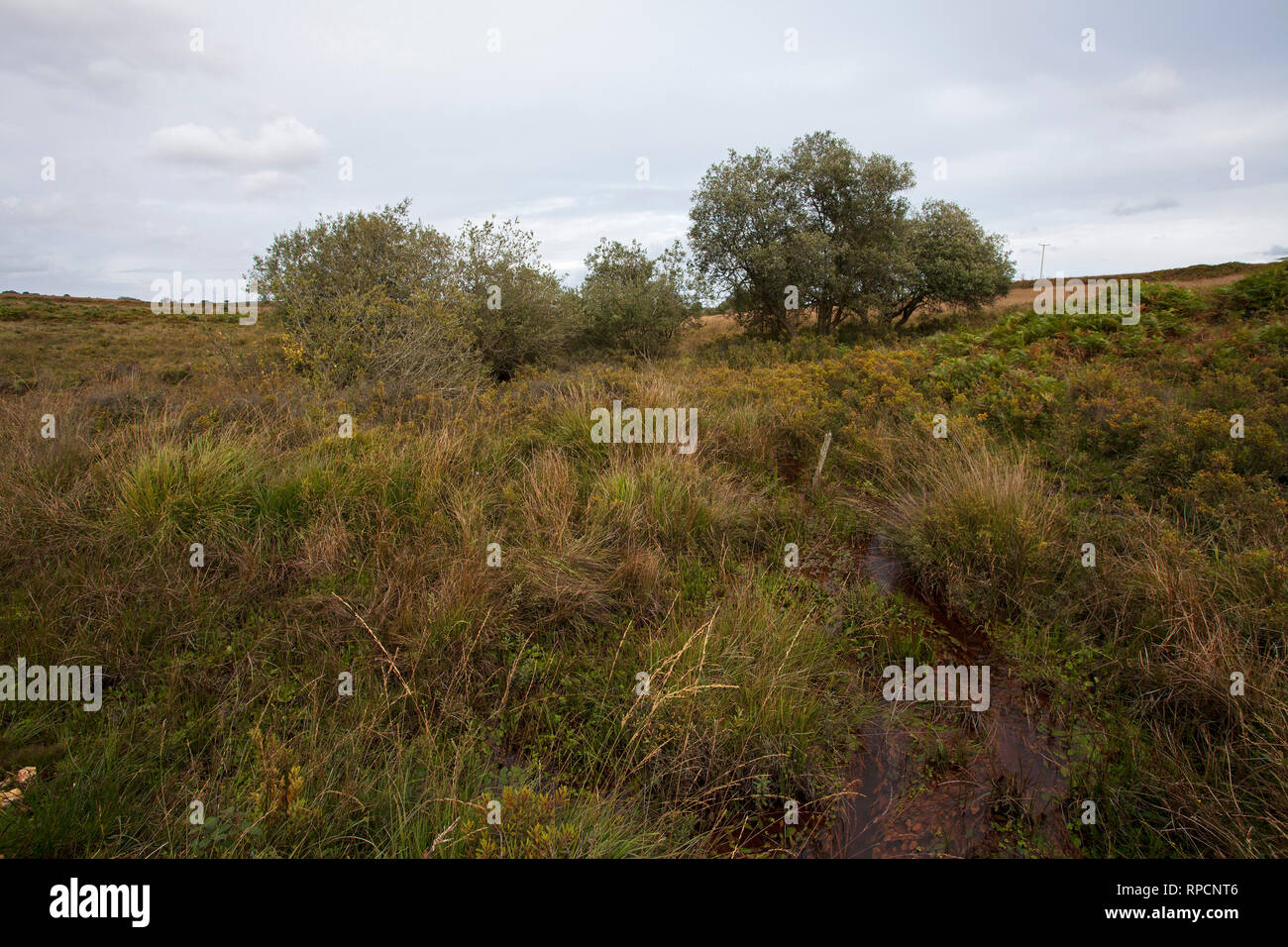 Sumpfigen Bereich Harvestslade unten New Forest National Park Hampshire England UK September 2016 Stockfoto