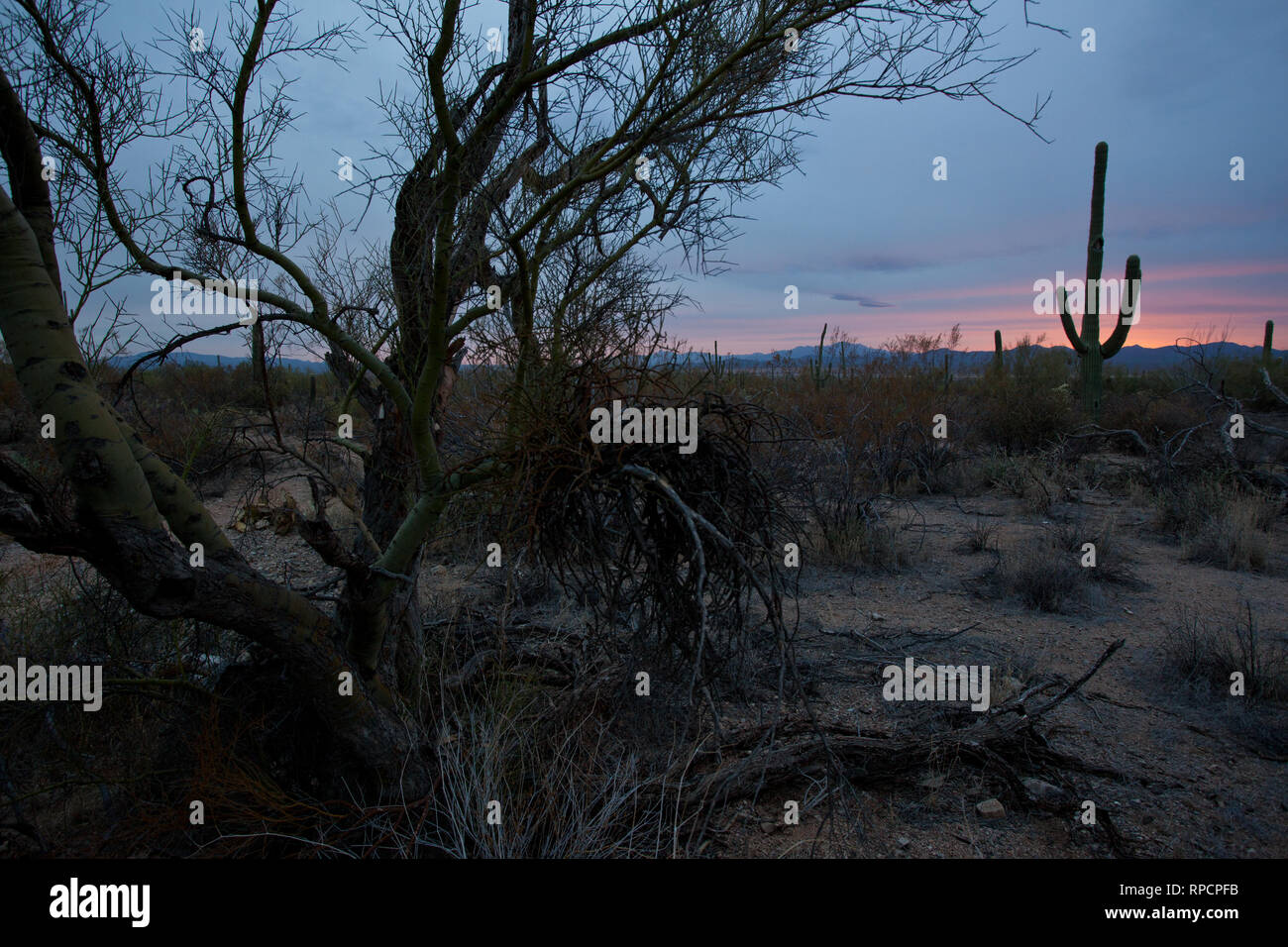 Sonoran Wüste Winter Stockfoto