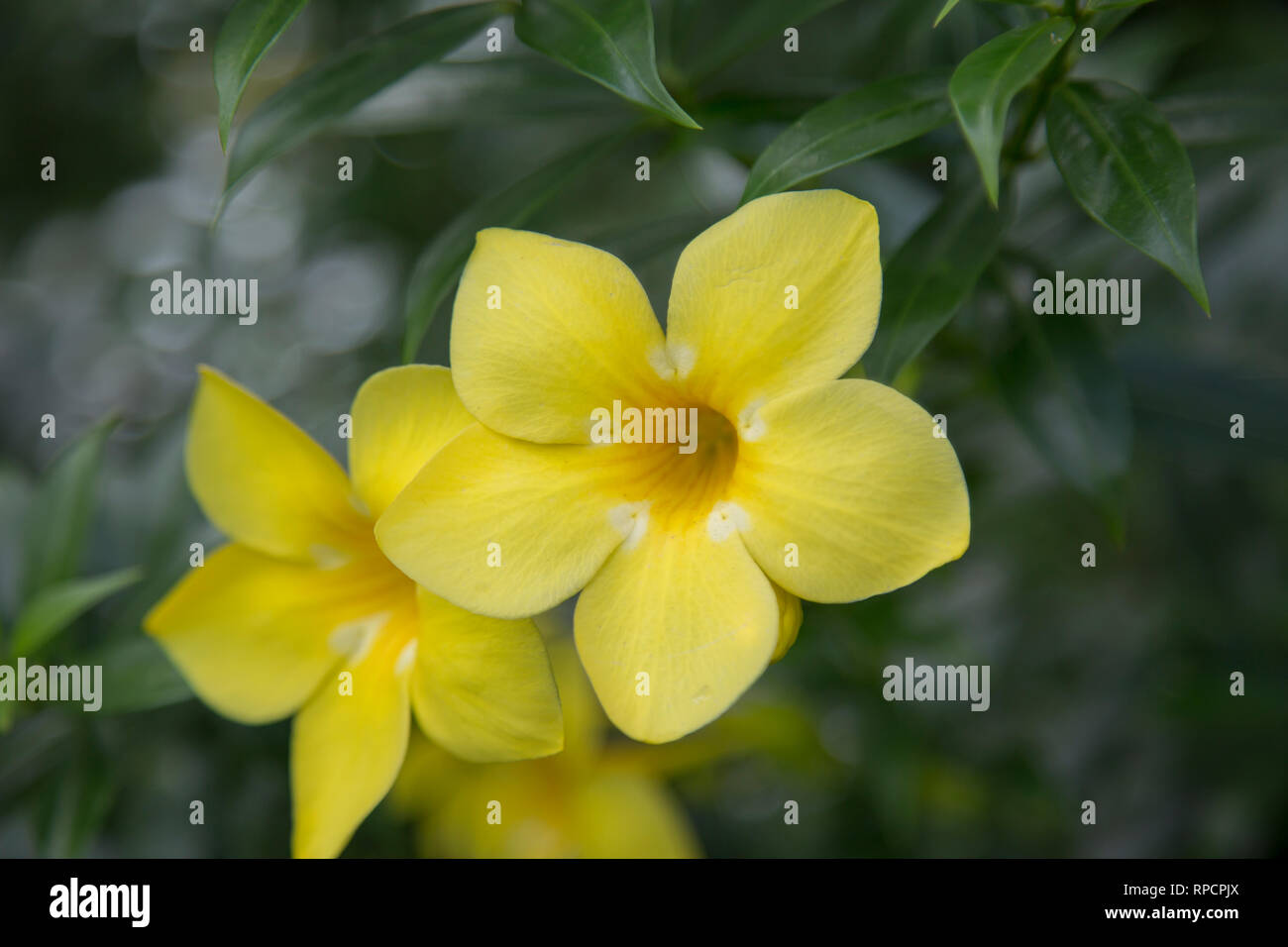 Blumen aus der Karibik Stockfoto