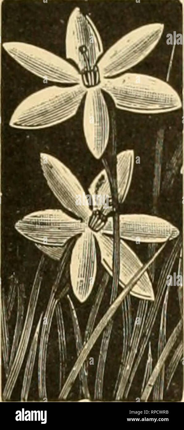 . Die amerikanische Florist: Eine wöchentliche Zeitschrift für den Handel. Blumenkultur ; Floristen. Ich 88 g. Die amerikanische Florist. 17 Glühlampen lEarly Lieferung Herbst 1889 I'er U") ICH'er KIlO l. illum Auratuni, Ich; zu 7-lriclicircuiu*l. fU i^Vi. m "toll • • • • • r. OO 46.00. ItolO" • • Tl. OO. vi. OO Monstro, 1 - ln. Durchm. 8,00 70,00 Album iSpeclosuni)" zu 8 - ln. clr. U 00 80.00 extra Hne, lO-in. clrcum.. 10 01)'." OO Uubrum, 7 bis U-iii.clrcum 6,00 50 00 Monstio 7,00 mm l. ongifloruni Kxt..4 Stadt. clr... 3.50: iU. OO 5 los). ".... 4,50 40 00 "extra flne, 7 bis 8 - ln. clr.fi. OO. W. OO Kranierl, ex. Wahl, großer Ansaugball Stockfoto