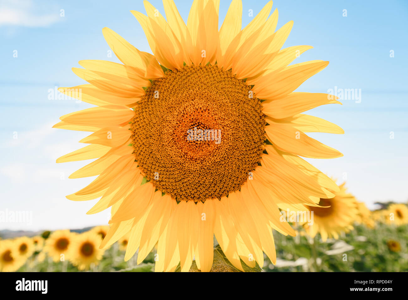 Sonnenblumen Feld mit einem prominenten Blume hoch und hoch über der anderen. Sonnenblumen haben reichlich Nutzen für die Gesundheit. Sonnenblumenöl verbessert die s Stockfoto
