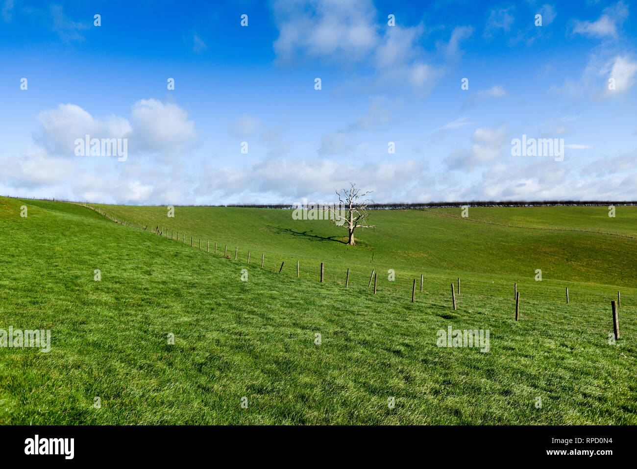 Toter Baum Blitzeinschlag in einem Bereich, in Nottinghamshire. Stockfoto