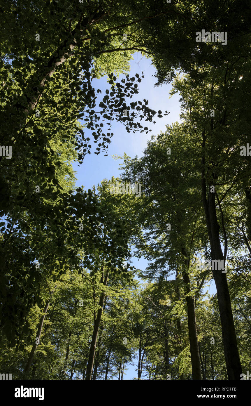 Bäume bei Herzberg, Harz, Niedersachsen, Deutschland Stockfoto