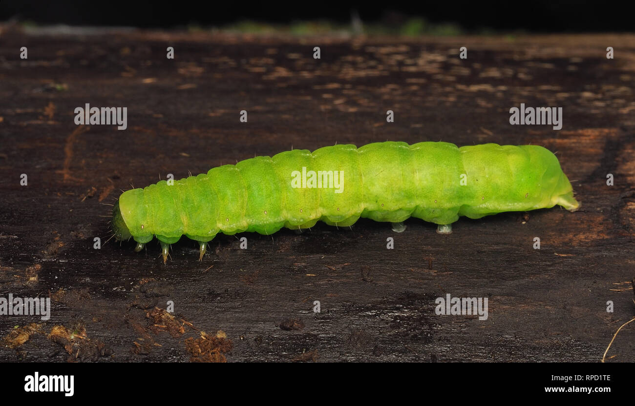 Winkel Schattierungen Motte Caterpillar (Phlogophora meticulosa) in Ruhe auf Baumstamm. Tipperary, Irland Stockfoto