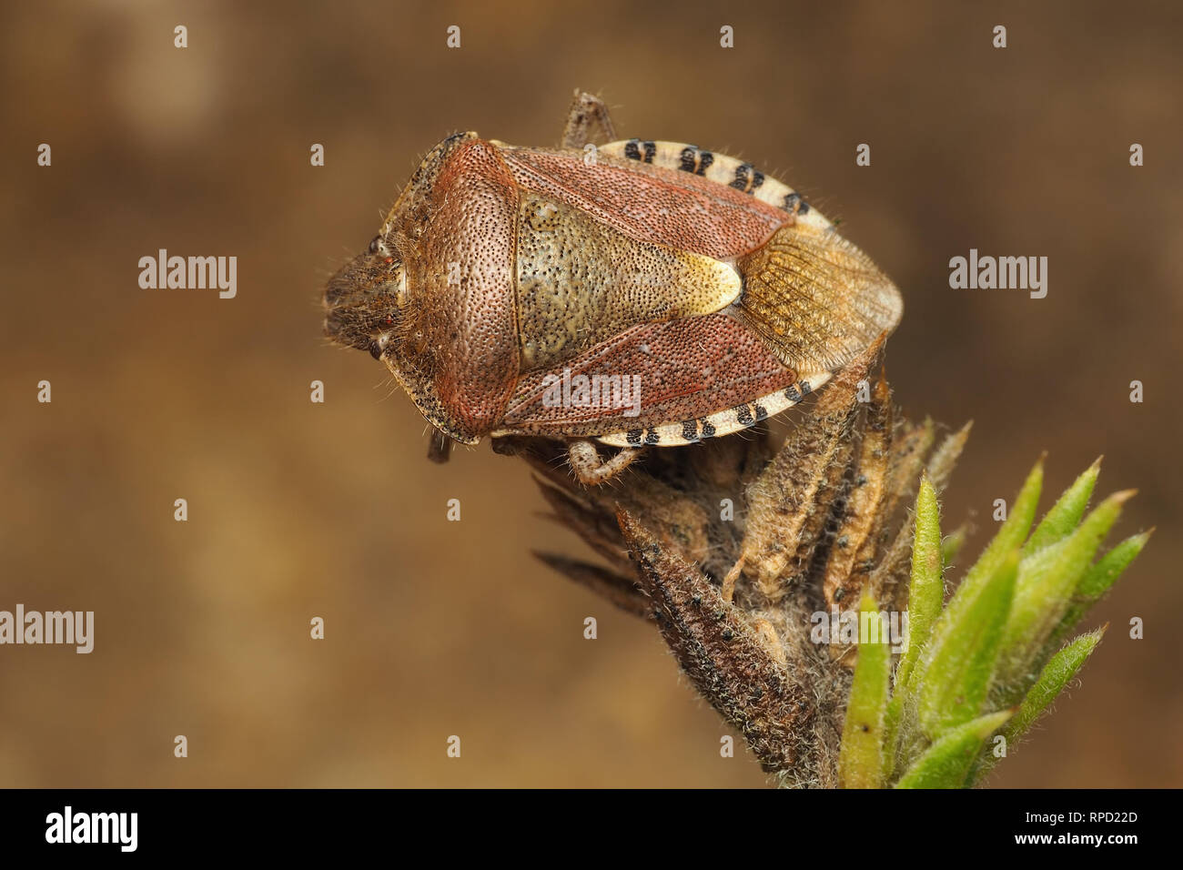 Die Überwinterung Haarig (Dolycoris baccarum Shieldbug) auf ginster thront. Tipperary, Irland Stockfoto