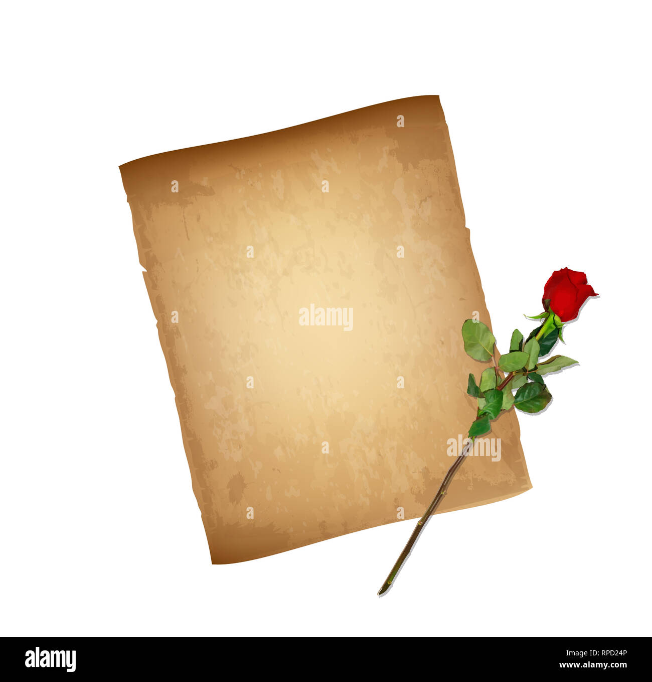 Alte Grungy Papier abgenutzt Textur und sehr detaillierte Rote Rose auf langem Stiel isoliert auf weißem Hintergrund. Valentines Tag Karte. Abgenutzte Pergament, Papyrus, Co Stockfoto