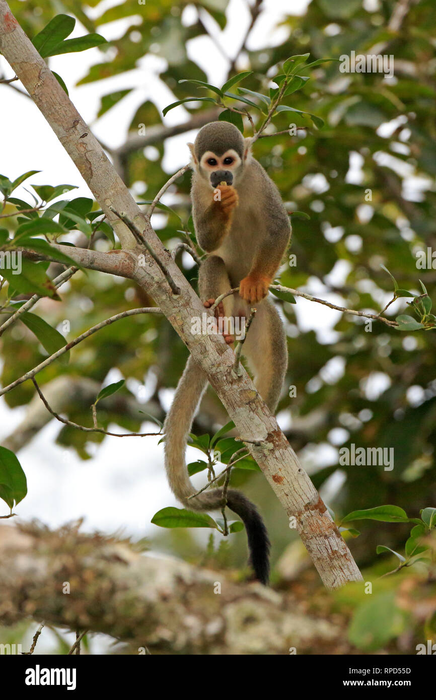 Totenkopfäffchen in die Bäume über Sani Lodge in Ecuador Amazon Stockfoto