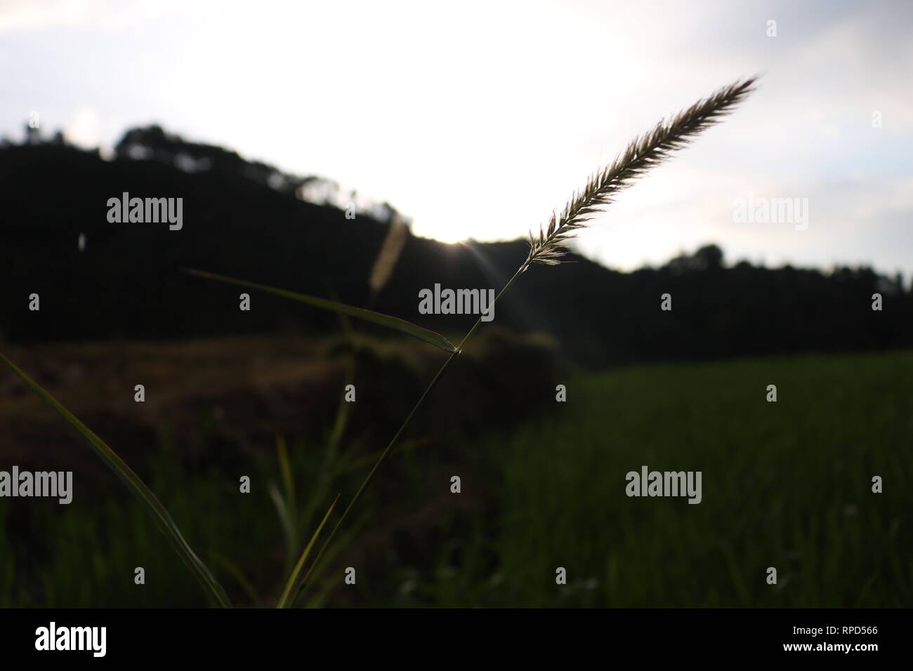 Natur und Feuer Stockfoto