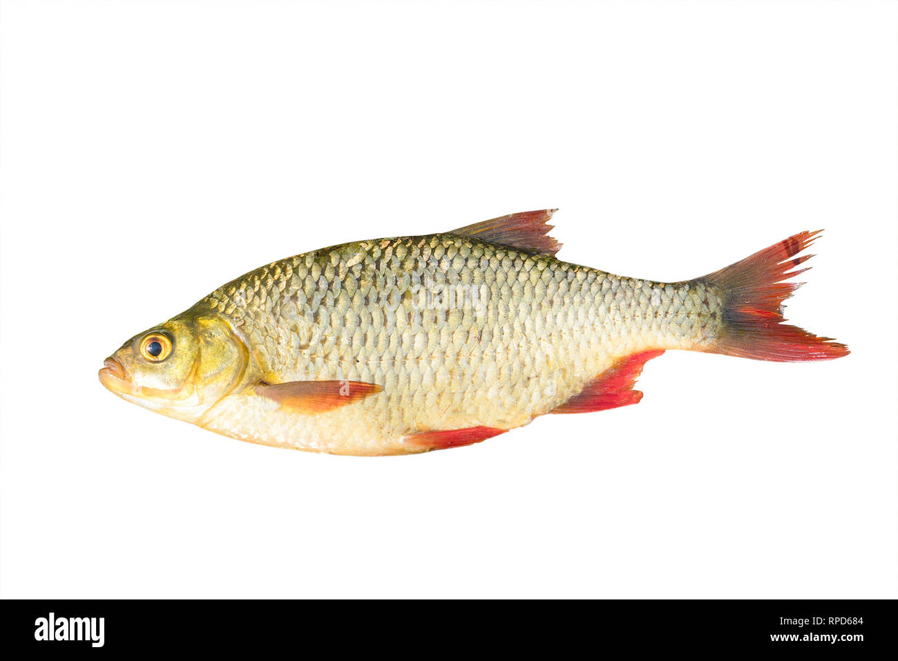 Fisch mit roten Flossen Hintergrund Stockfotografie Alamy