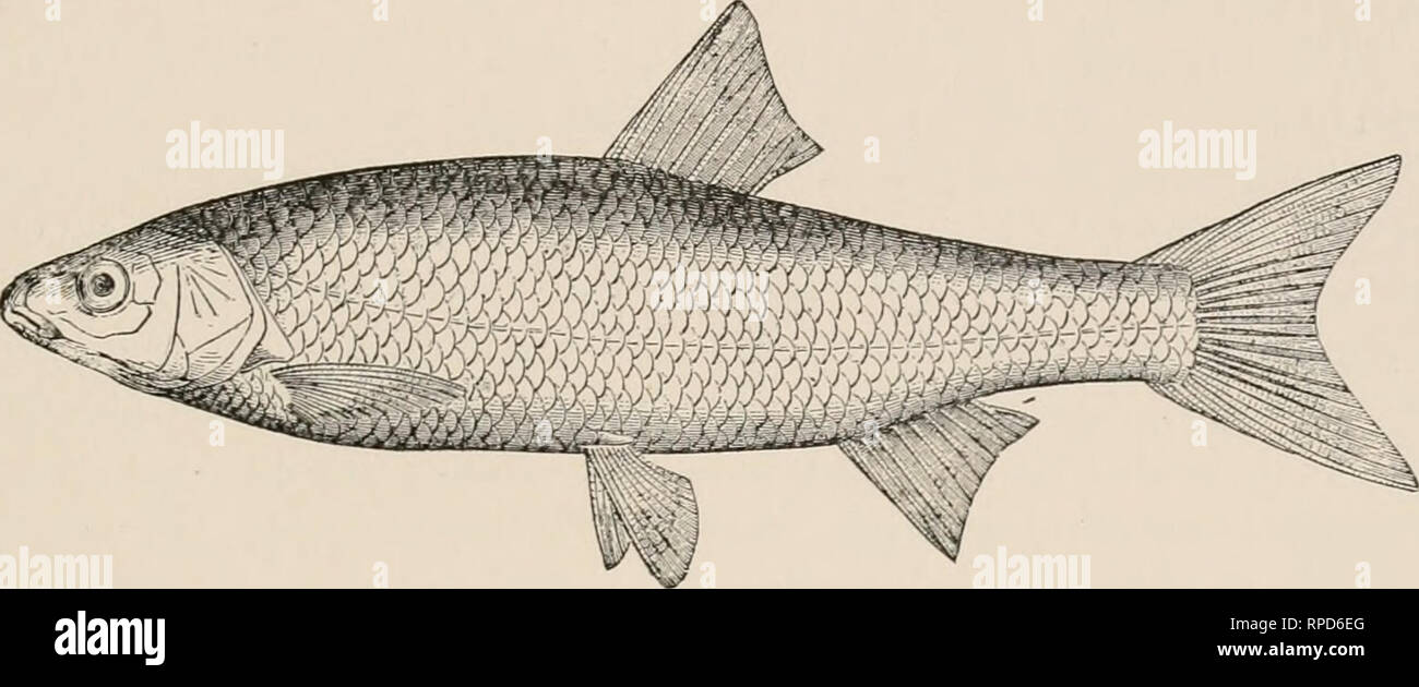 . Amerikanische Fische: Eine populäre Abhandlung über das Spiel und das Essen Fische von Nordamerika mit besonderer Bezugnahme auf die Gewohnheiten und die Methoden der Erfassung. Fische---- Nordamerika. Karpfen, DACE UND ELRITZE. 425 Die Hasel von England, Squalius kuciscus, gehört der gleichen Gattung, die eine der grössten in dieser Gruppe der Fische, reichlich im Palseartic Region vertreten, und von mindestens 50 Arten in Nordamerika.. Die europäische DACE. SQUALICS LEUCISCUS. Es ist die Vandoise von Frankreich, die Hasel von Österreich, der Haseling der Norden Deutschlands. Den Namen Dace scheint eine Modifikation des Wortes, d. h. d. Stockfoto