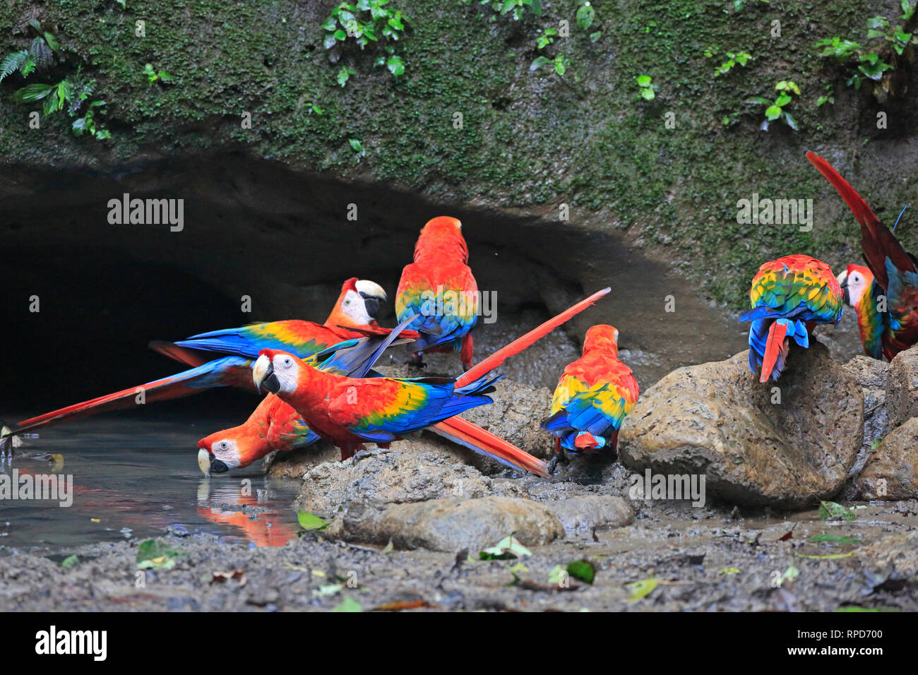 Hellrote Ara auf einen Leckstein in der Nähe von Sani Lodge Ecuador Amazonas Stockfoto