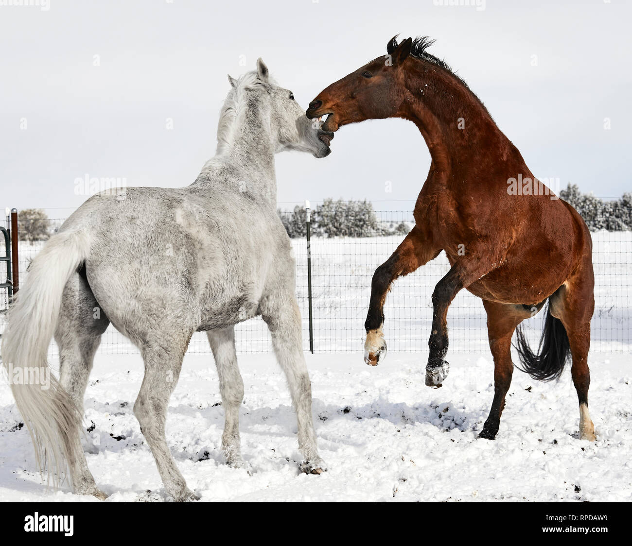 Wunderschöne Bucht braunes Pferd Zucht mit Zähne versucht, ein weißes Pferd draußen im Schnee zu beißen Stockfoto