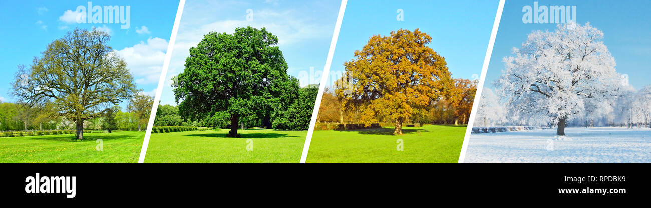 Park Panorama - Vier Jahreszeiten Stockfoto