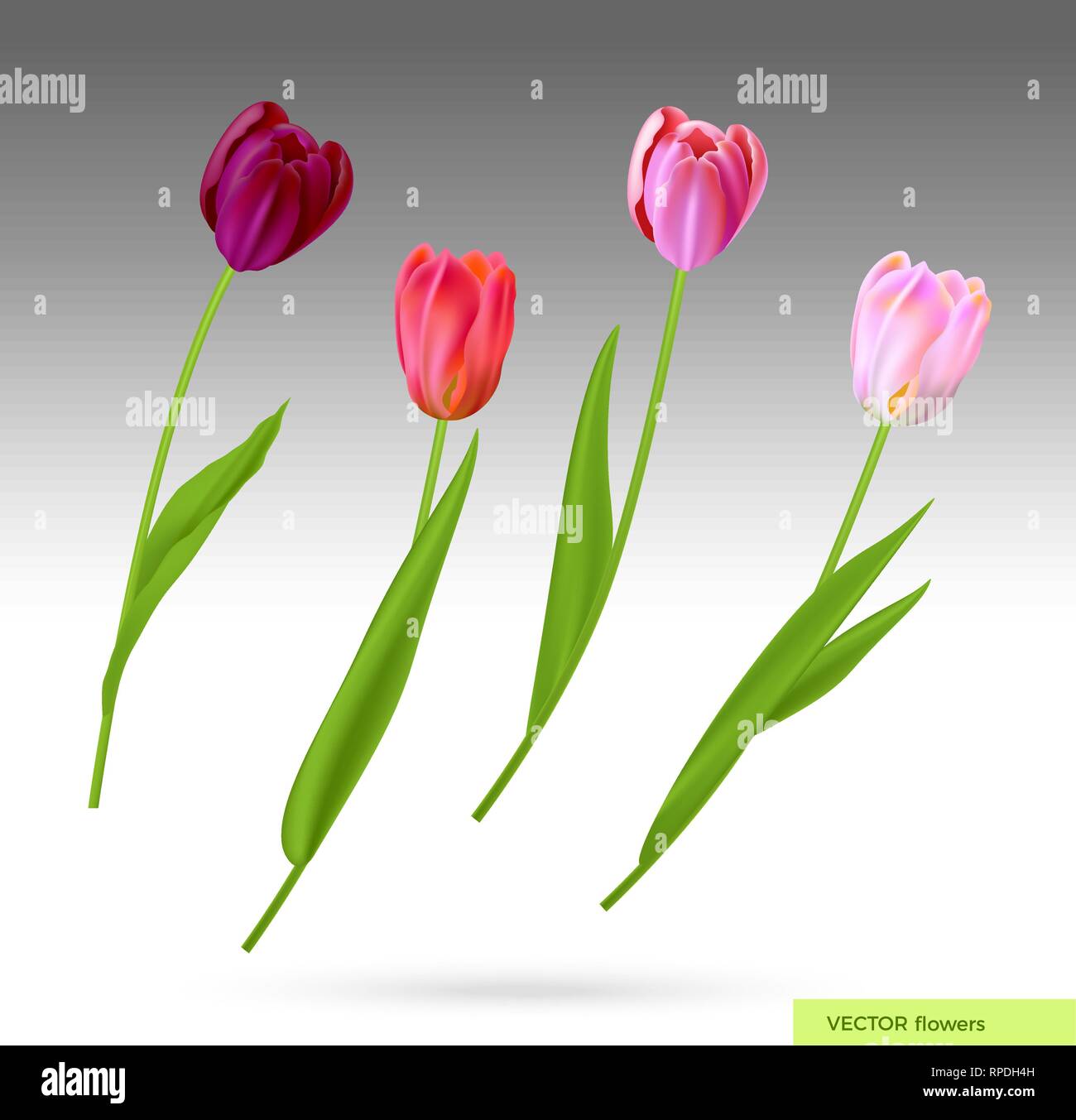 Realistische Vektor bunte Tulpen. Frühling Blumen Hintergrund. Blumenstrauß aus Tulpen isoliert. Stock Vektor